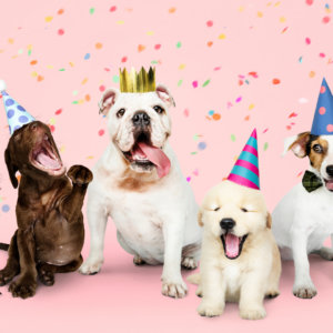 image représentant des chiens avec des chapeaux d'anniversaire et des confettis