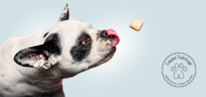 Friandise pour chien