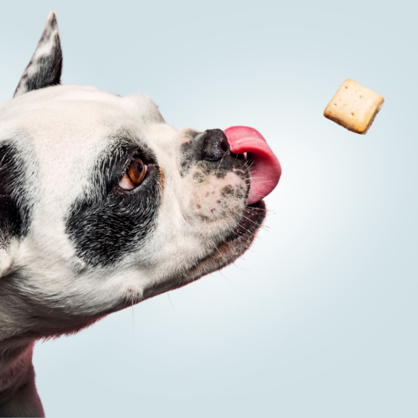 Friandise pour chien