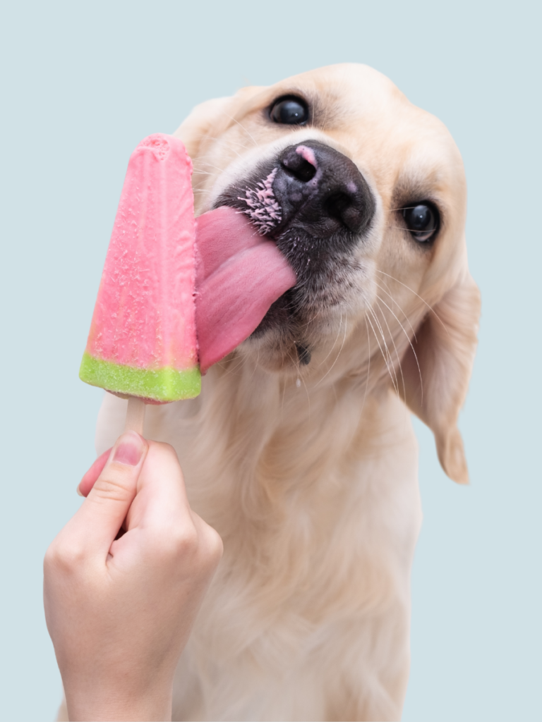 Friandise pour chien