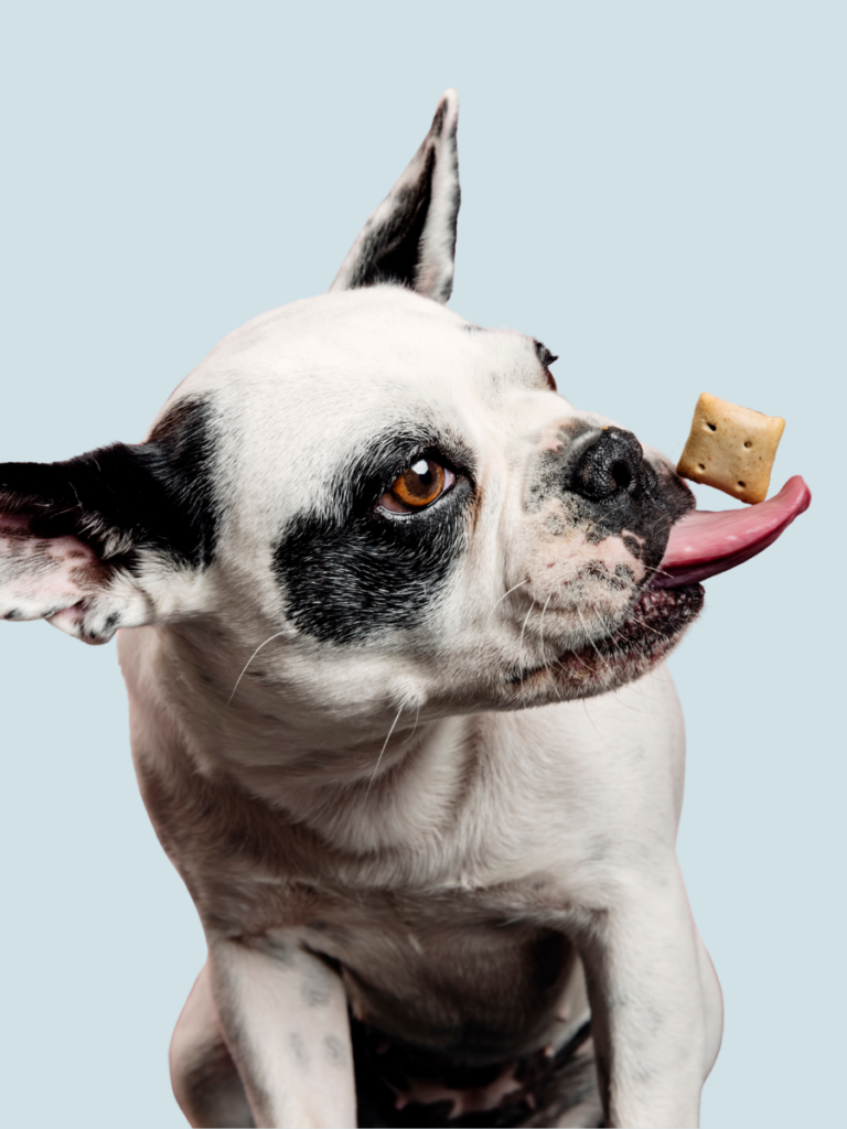 Friandise pour chien